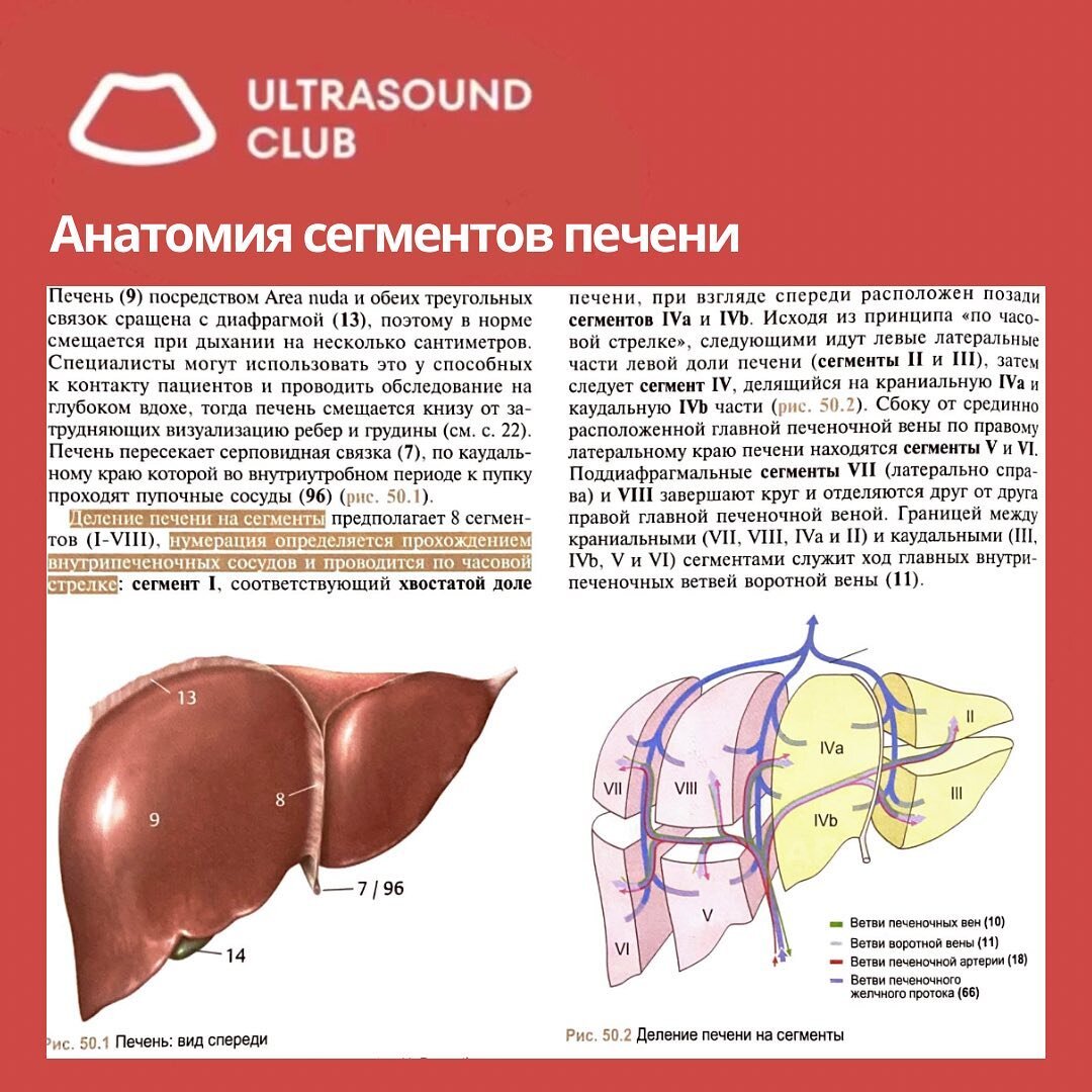 Сегменты печени схема фото. Сегменты печени. Ультразвуковая анатомия печени. Сегменты печени анатомия. Сегменты печени по УЗИ.