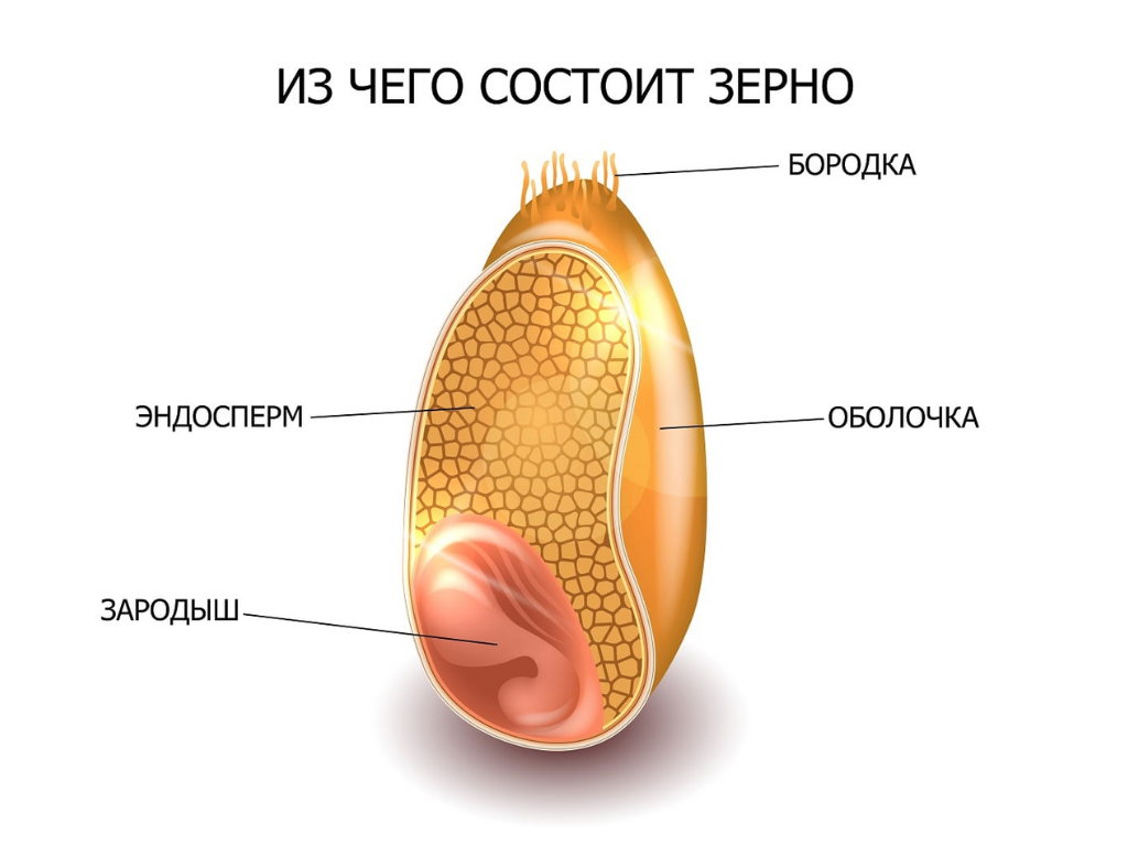 Зерна пшеницы схема