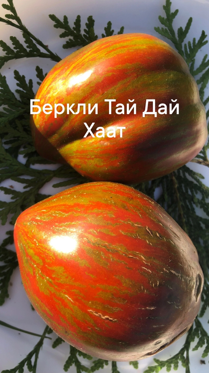 Растение индетерминантное, в теплице высотой 1,8-2,0 м. Плоды с очень яркой и неповторимой окраской, массой 250-300 г, плотные и мясистые, не растрескиваются. Насыщенный томатный вкус с фруктовым оттенком