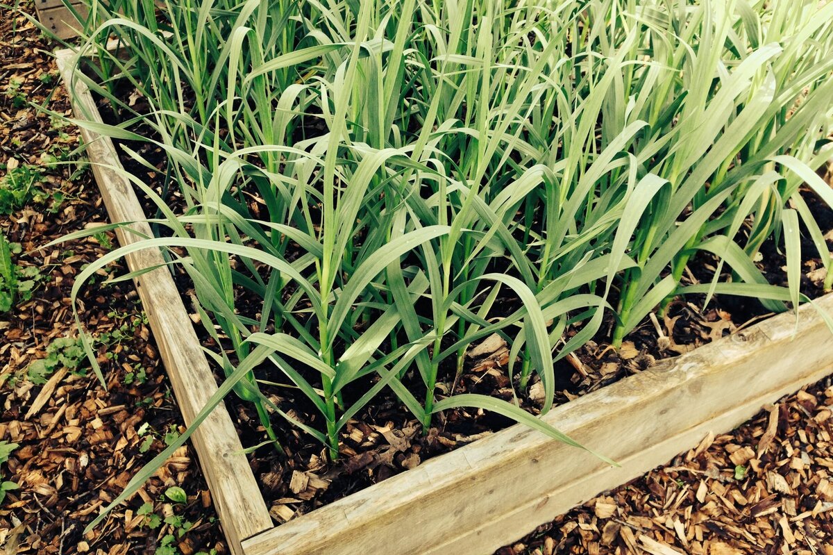     Что посадить между рядами чеснока: так делают продвинутые огородники