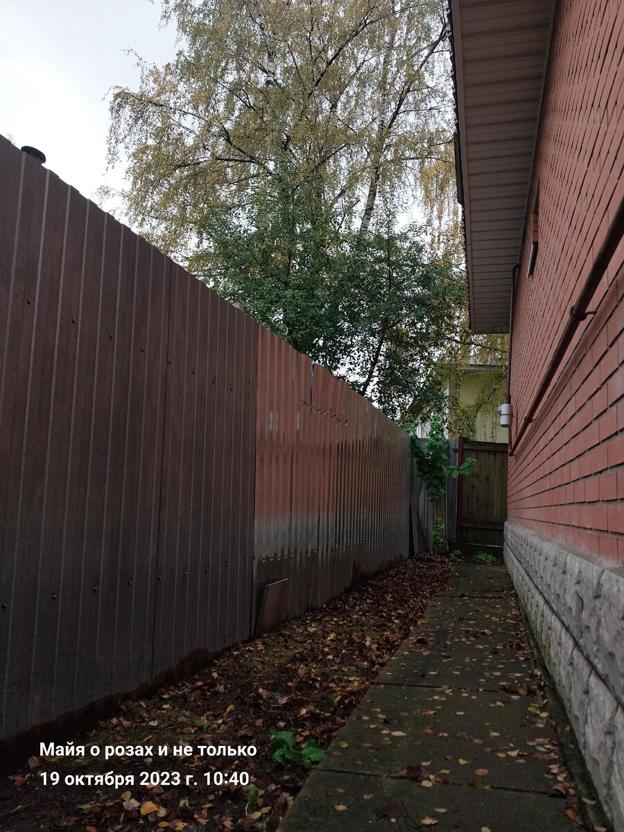 Здесь растут астильбы 