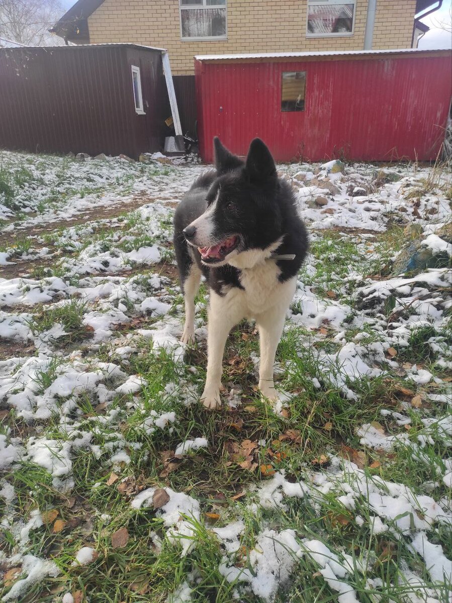 Как же мне к лицу первый снег!