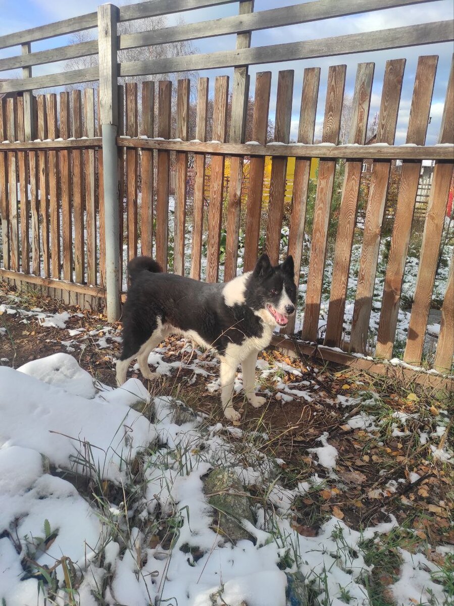 Мне здесь хорошо. Но я не прочь попутешествовать. Пассажир я всем на зависть.