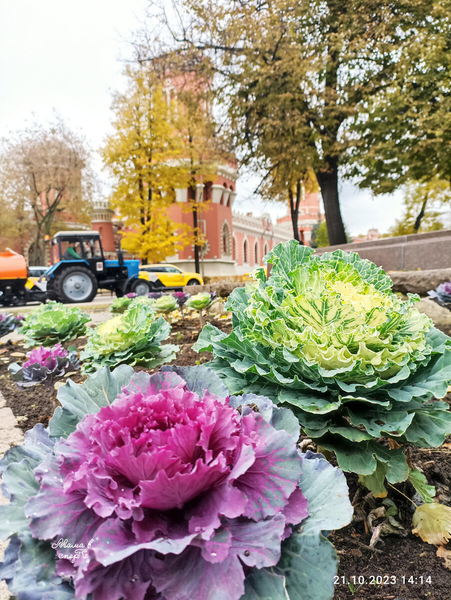 Окрестности Петровского путевого дворца. 