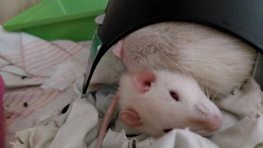 Как играть с декоративной крысой в домашних условиях: лучшие игры и активности