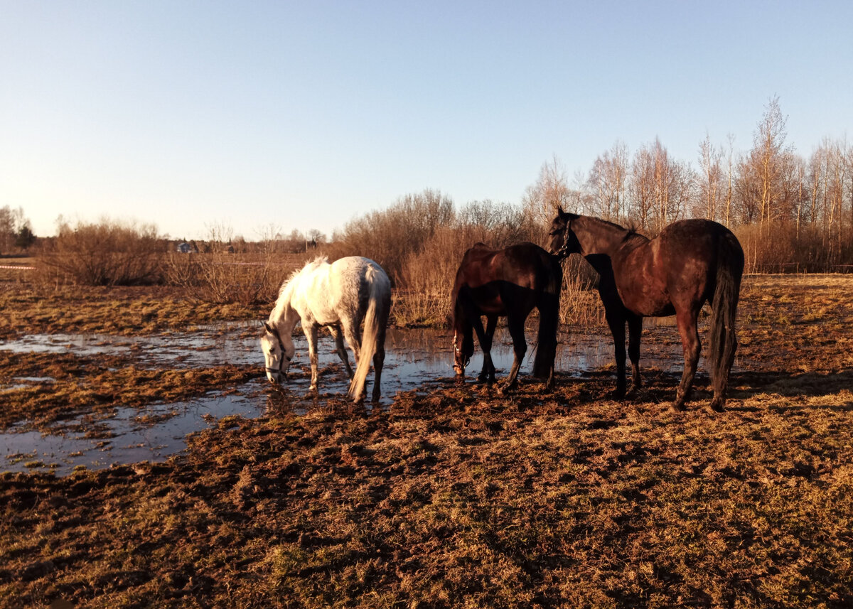 Даже в самых стойких левадах в межсезонье можно поплыть... Иногда прям буквально! Фото из личного архива.