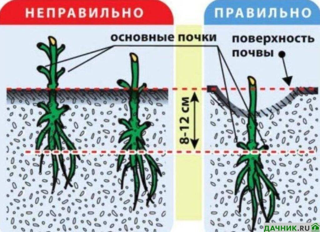 Подготовка к посеву растений в начале весеннего периода