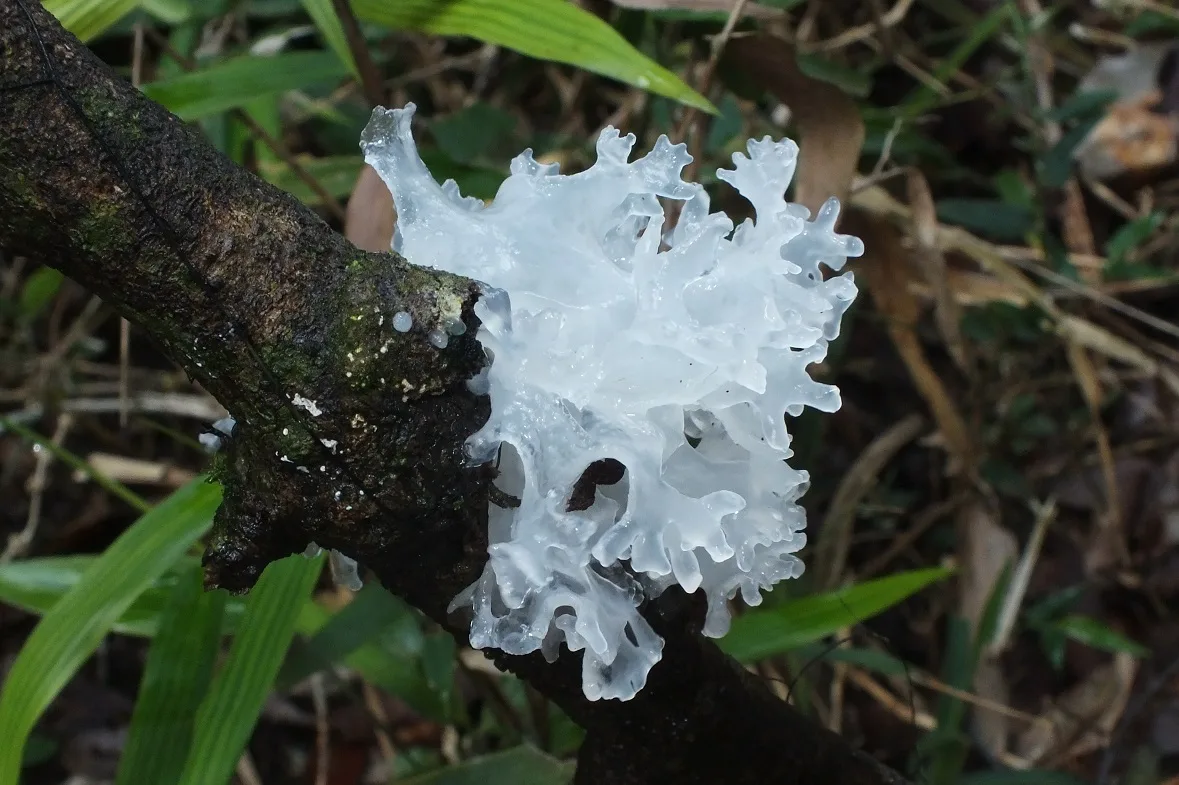 Ледяной гриб. Гриб Tremella. Tremella fuciformis. Ледяной гриб тремелла. Гриб Дрожалка фукусовидная.