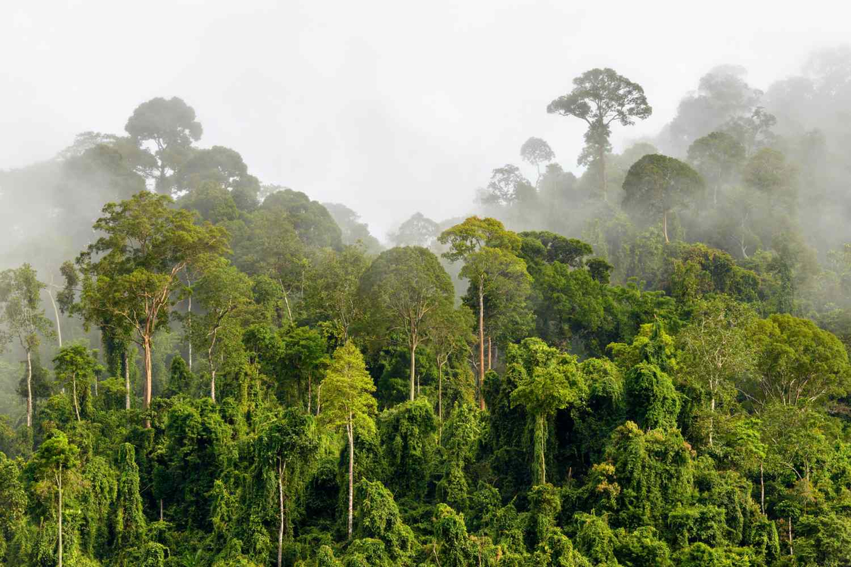 Джунгли Борнео Индонезия. Калимантан Малайзия тропические леса. Климат Малайзии тропические вечнозеленые экваториальные леса. Индонезия тропические леса Суматры. Amazon borneo congo
