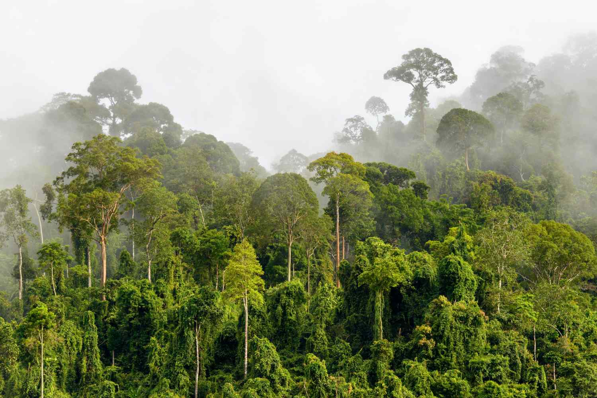 Amazon borneo congo. Джунгли Борнео Индонезия. Калимантан Малайзия тропические леса. Климат Малайзии тропические вечнозеленые экваториальные леса. Индонезия тропические леса Суматры.