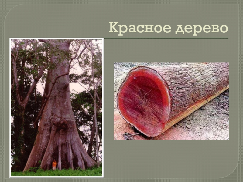 Красное махагониевое дерево в Южной Америке. Красное дерево древесина. Красное дерево презентация. Красное африканское дерево древесина. Свой красное дерево текст