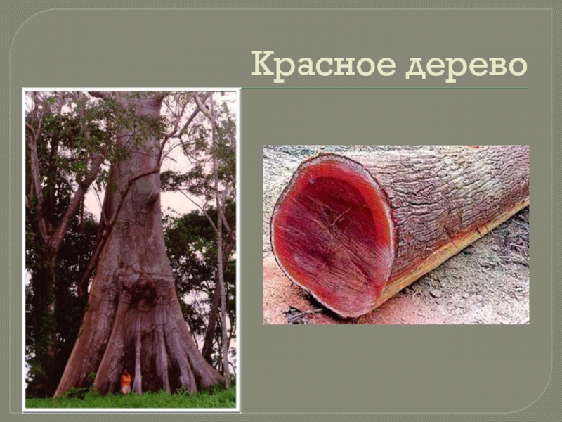 Красное дерево голод. Красное махагониевое дерево в Южной Америке. Красное дерево древесина. Красное дерево презентация. Красное африканское дерево древесина