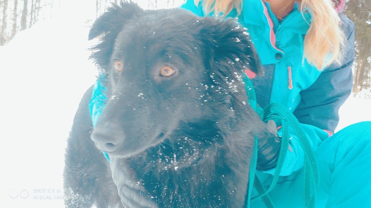 Маленькая чудесная собака .