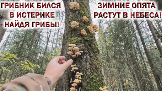 💥У ГРИБНИКА СЛУЧИЛАСЬ ИСТЕРИКА найдя ГРИБЫ РАСТУЩИЕ в НЕБЕСА!🍄ЗИМНИЕ ОПЯТА ПРУТ после ЗАМОРОЗКОВ!🌲🌳Грибы в октябре 2023