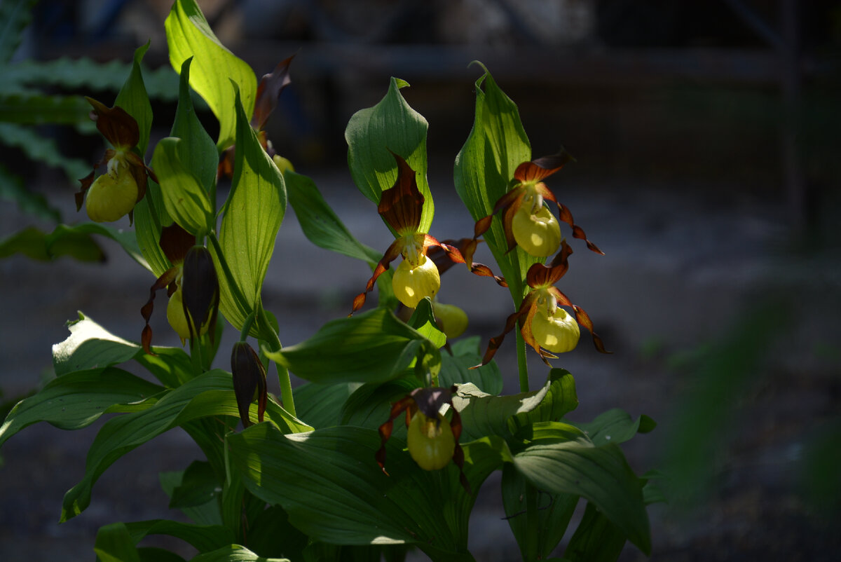 Cypripedium Calceolus