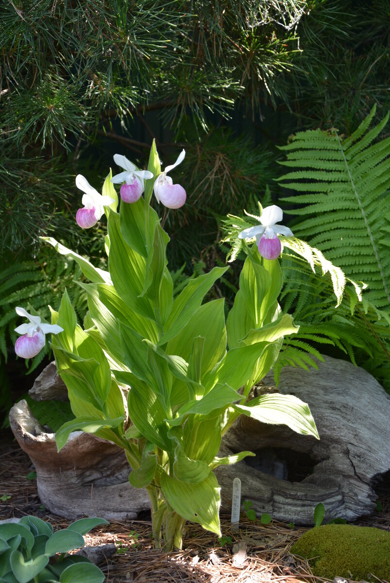 Cypripedium Regina