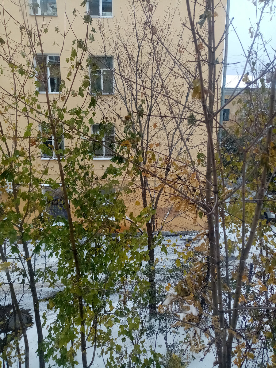 Приехали к дочери. Зима борется с осенью.. А у нас на Севере уже холодно. 