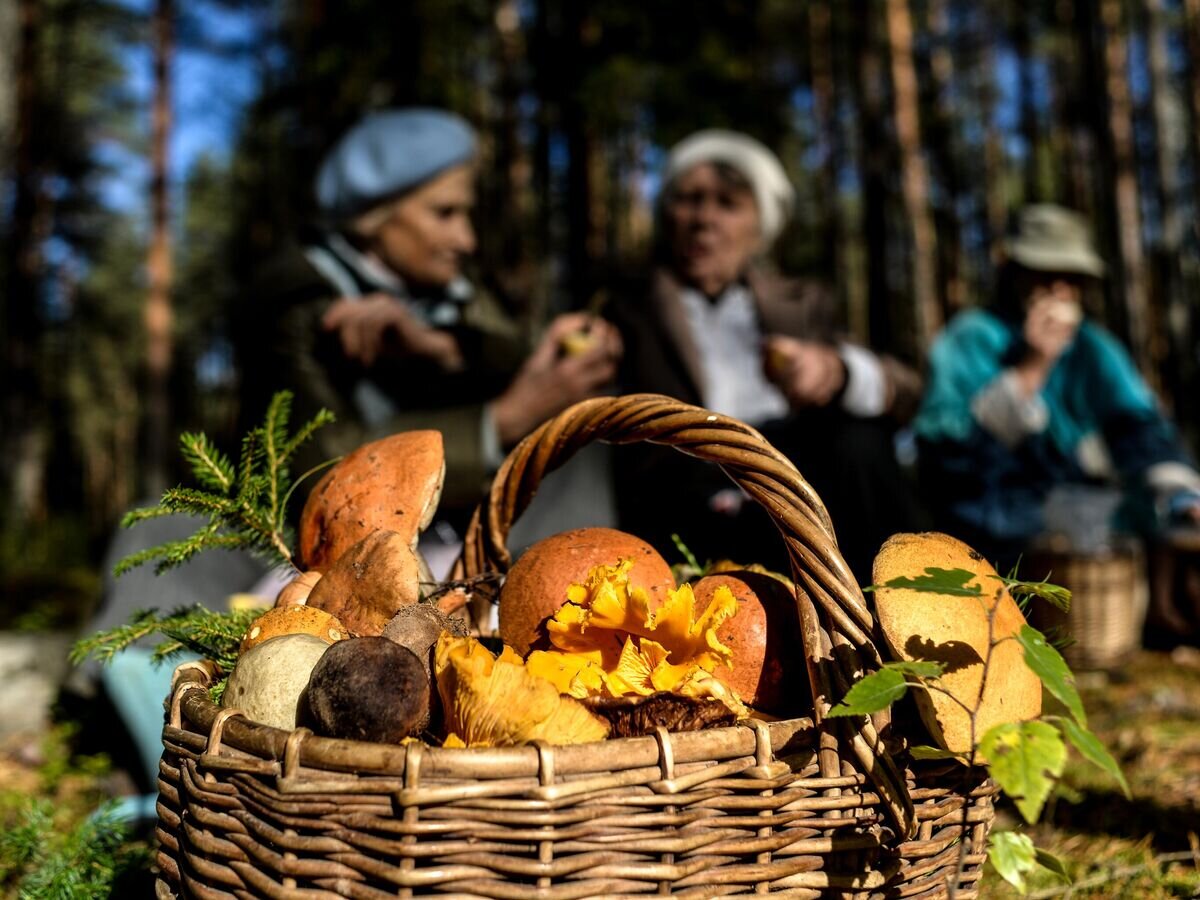    Сбор грибов© РИА Новости / Константин Чалабов