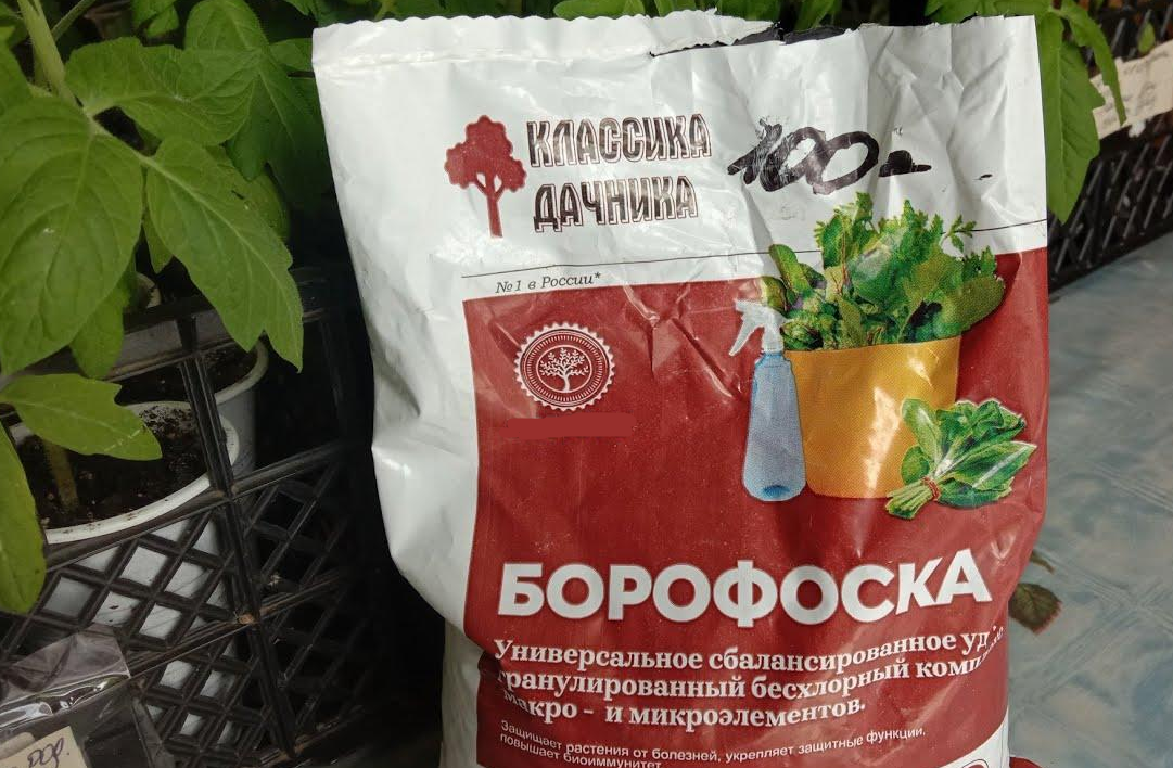 Борофоска – что это за удобрение? И зачем ее применяют в осеннем саду ...