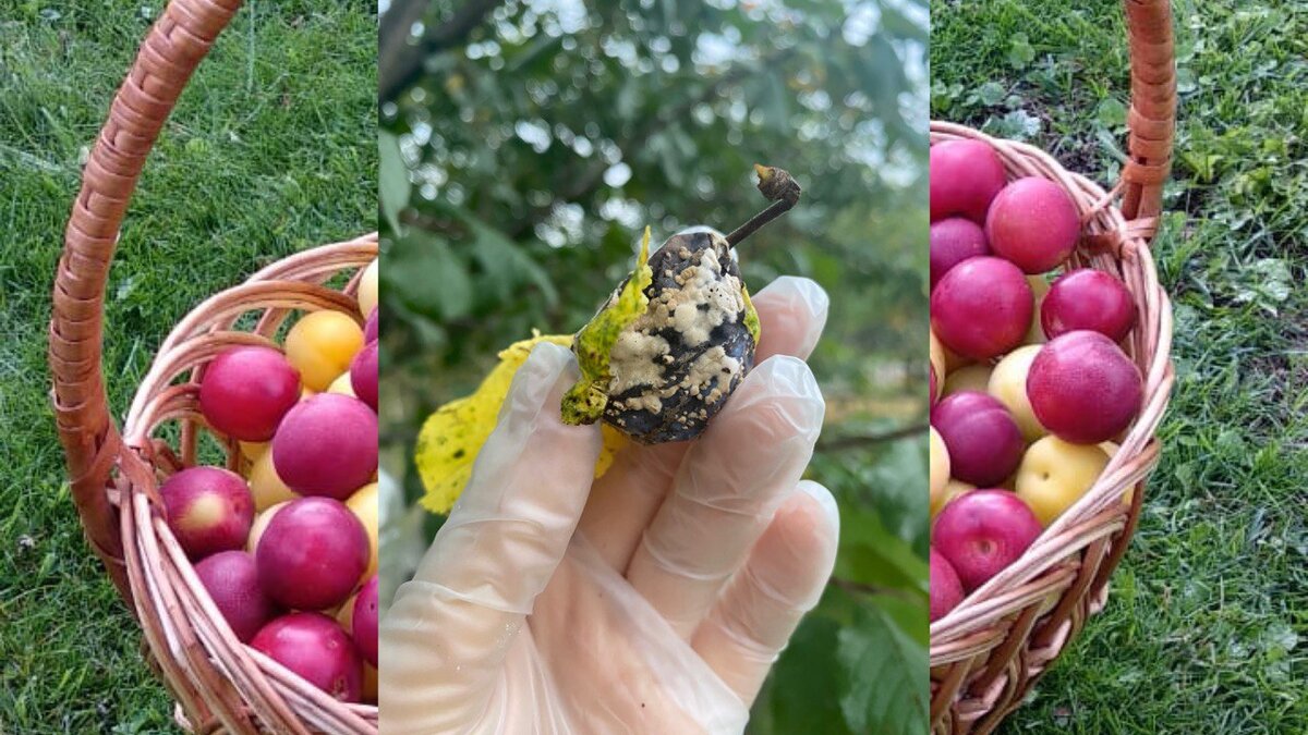 Плодовая гниль - источник грибковой инфекции, такие плоды нельзя оставлять в кроне деревьев на зиму