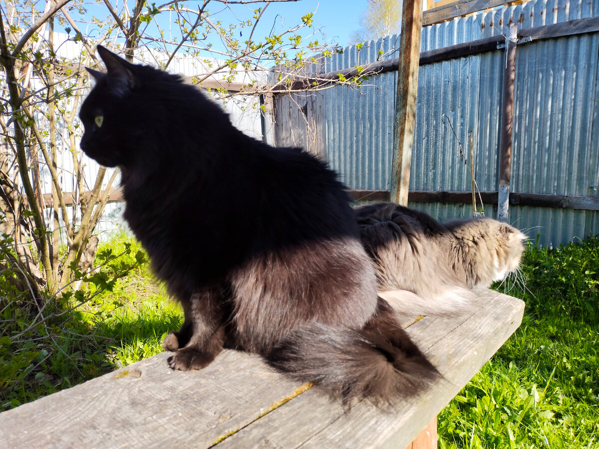 Свой участок мы то охраняем... А вот куда маму носит?!