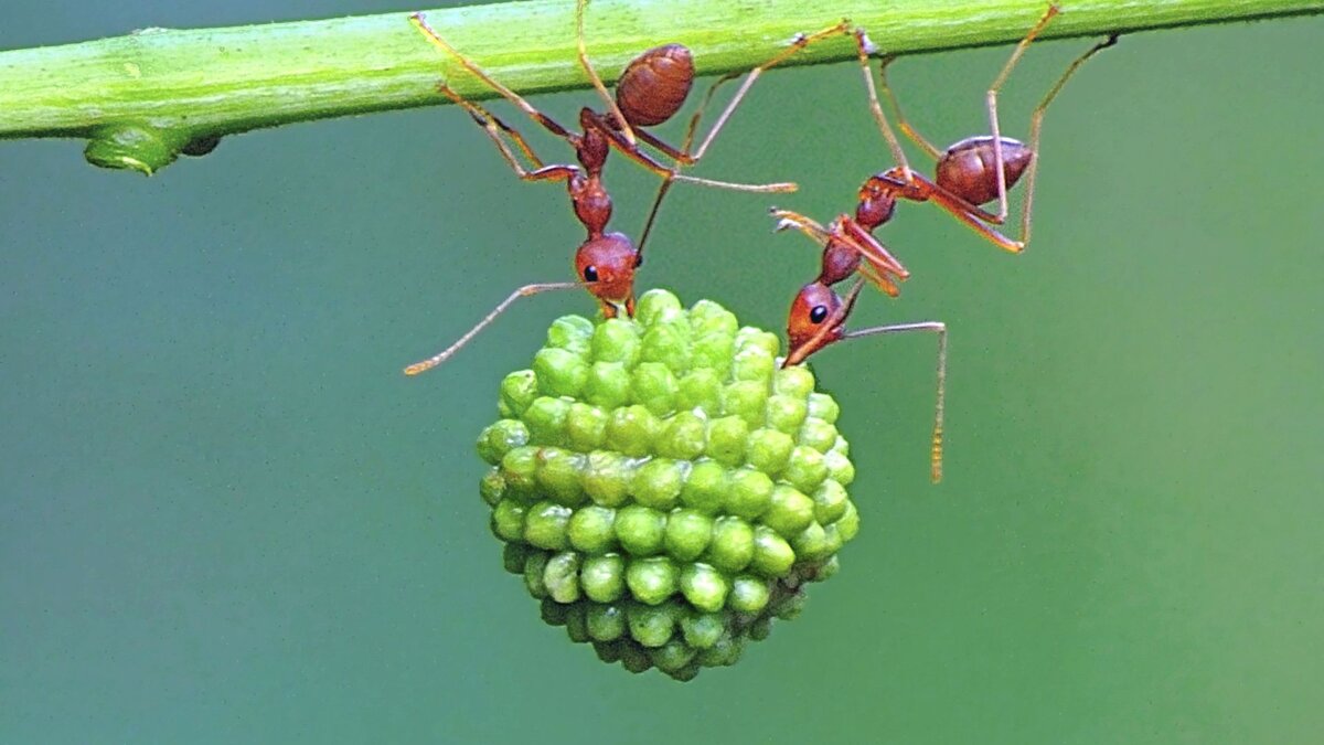 Муравьи могут поднимать груз больше собственного веса в 10 раз больше их собственной массы