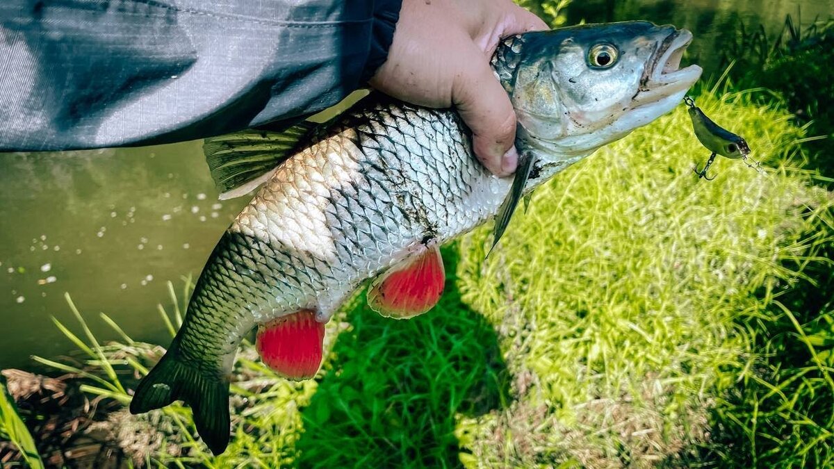 Фото с сайта: https://i.ytimg.com/vi/wA7F_PwPnN0/maxresdefault.jpg