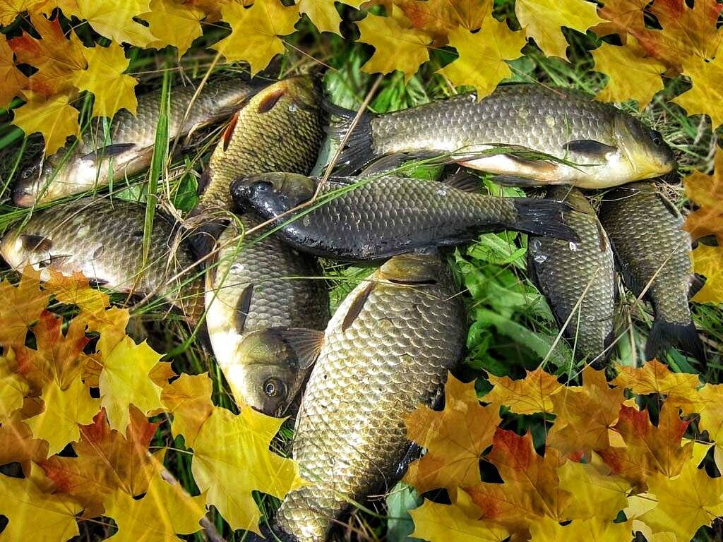 Фото с сайта: https://activefisher.net