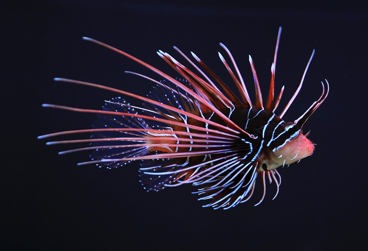 Крылатка (Pterois)