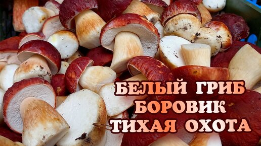 Боровик один самых красивых и вкусных грибов мира 🍄