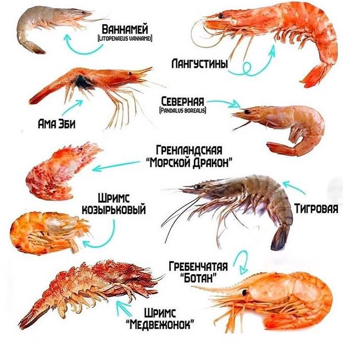 Размерный ряд креветок. Подвиды креветок. Сорта креветок название. Разновидность криветков. Размеры креветок.