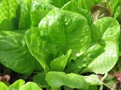 Рецепт идеального весеннего салата - Комиссаров Эдуард Михайлович /Ростов-на-Дону/