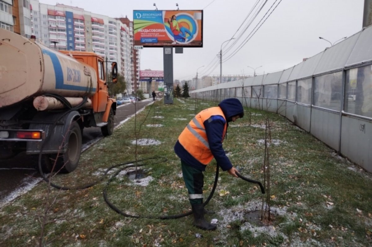    Красноярские озеленители обильно поливают молодые деревья перед зимой