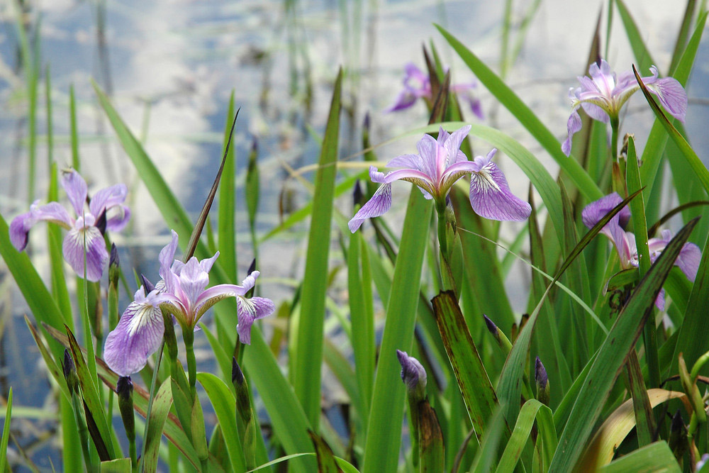 Ирис Iris versicolor