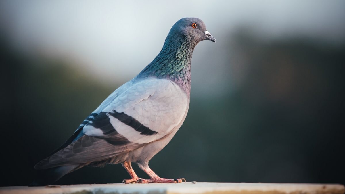    Фото: Unsplash Август Макаров