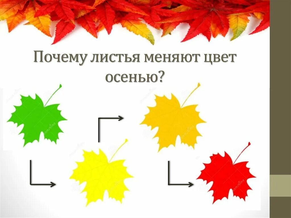 Почему листья меняют цвет проект