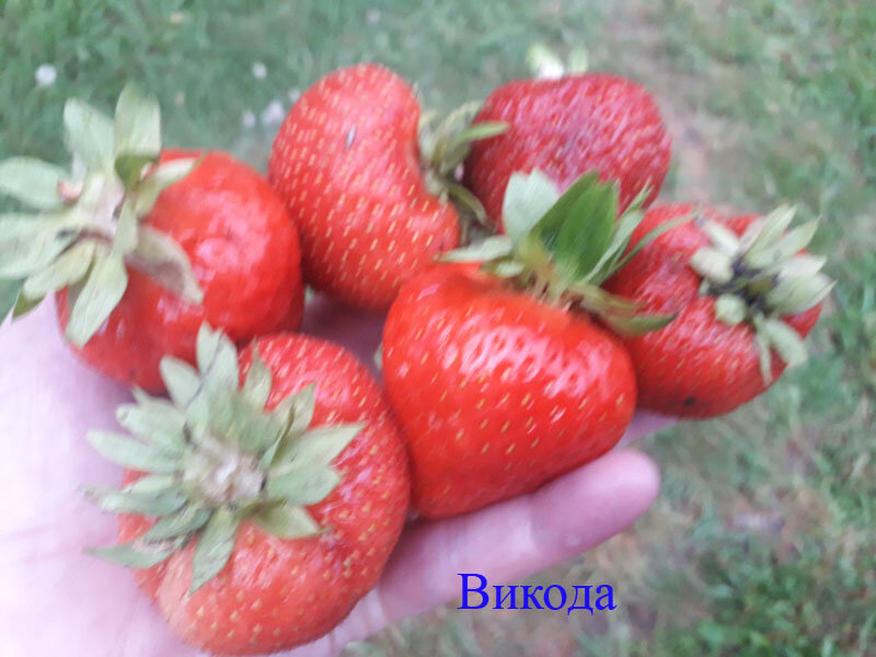 Сорт "Викода" -моё фото