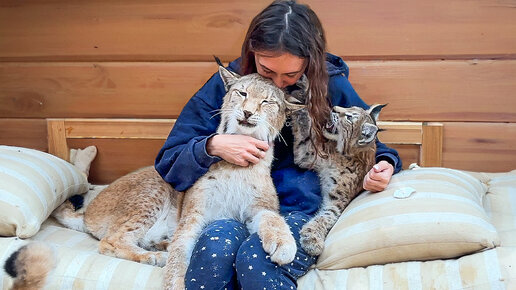 Рысенок крипторх? / Реакция рысей на диван / Как почистить уши рысям ...