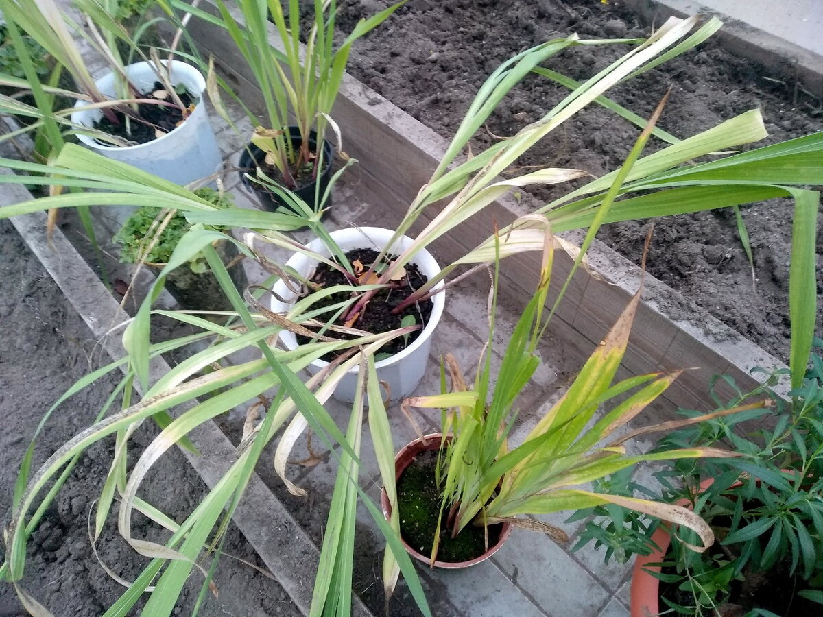 В проходе между грядками стоят кашпо с луковичными цветами