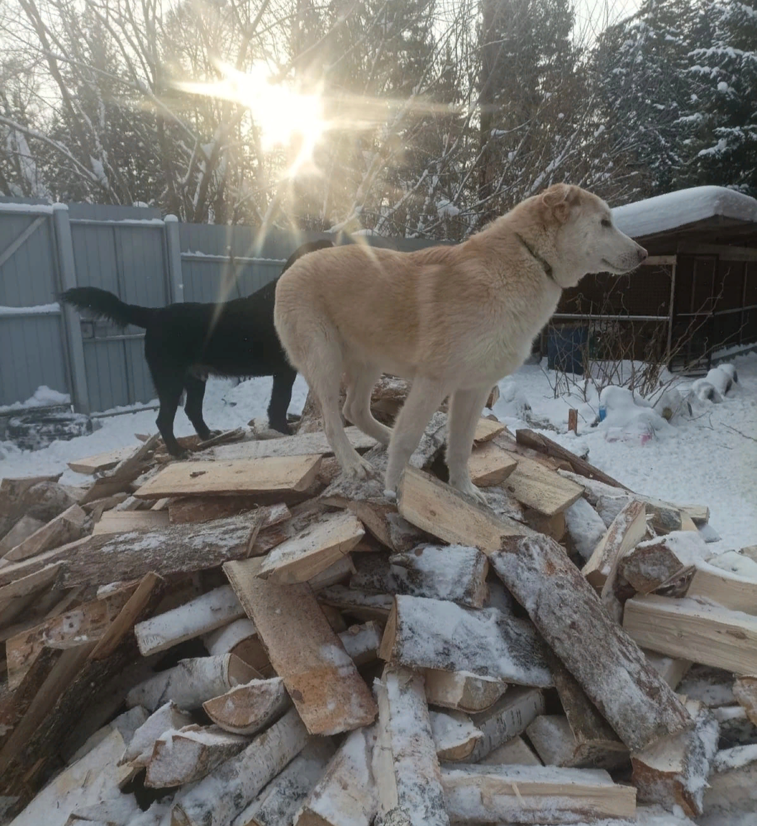 Пожарный спасает собак и приводит их к себе домой