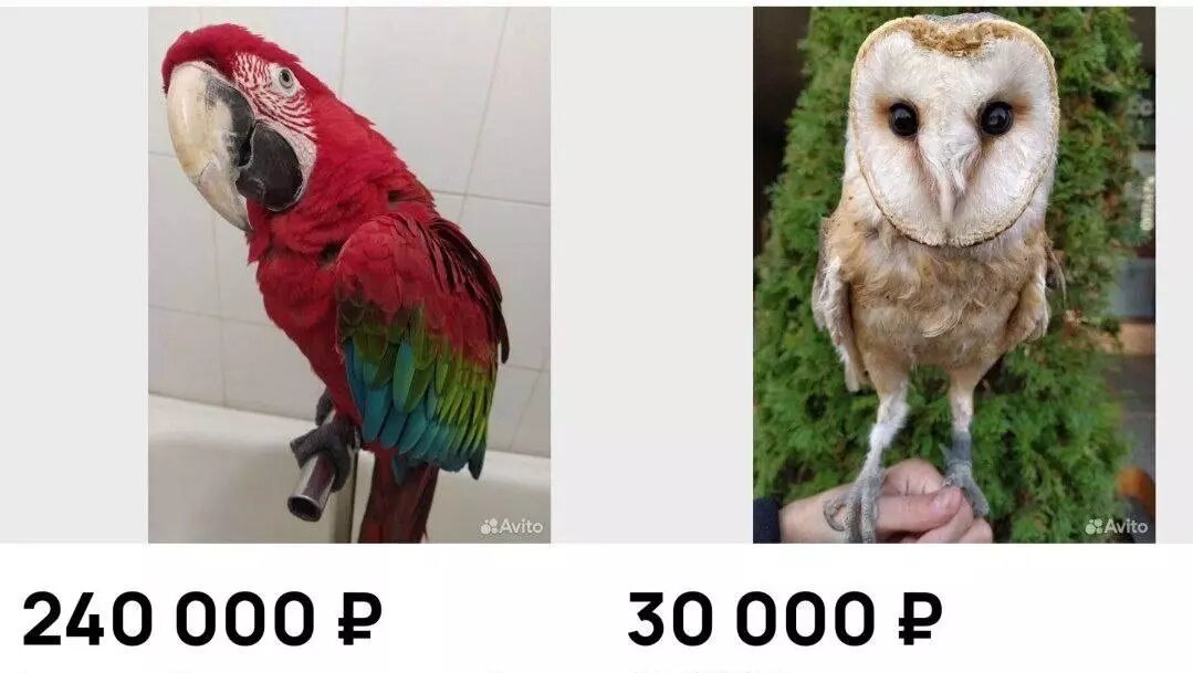     В Казани владельцы птиц, с которыми летом фотографировались на улице Баумана, продают их. Об этом пишет автор Telegram-канала «Кот Казанский». Цена за попугая и двух сов достигла 300 тысяч рублей.