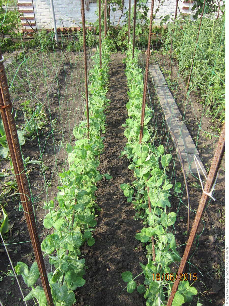 Шпалера огуречная. Вигна подвязка. Подвязка спаржевой фасоли. Подвязка спаржевой фасоли. Опора под огурцы стеклопластиковая 2х2 м.
