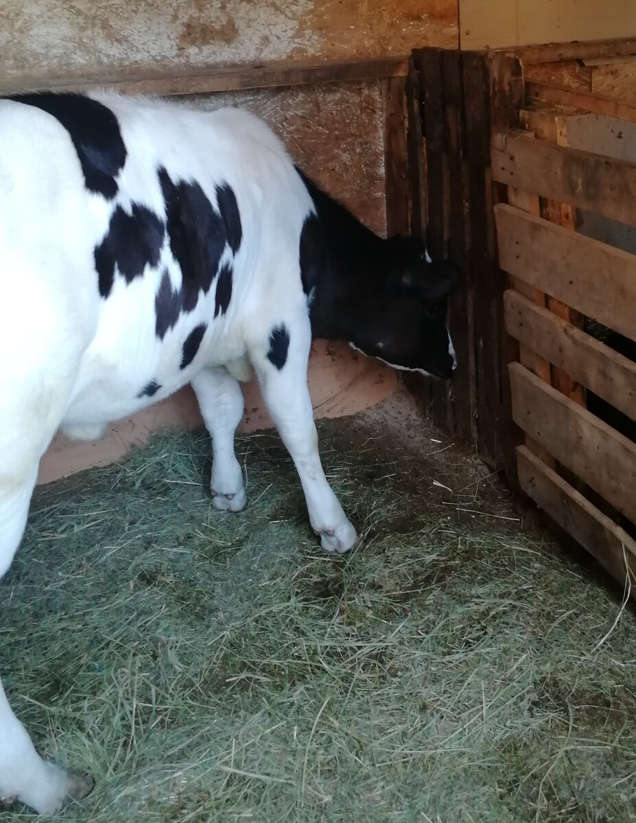 Фото автора канала. Лара здесь нам  2.5 месяца.