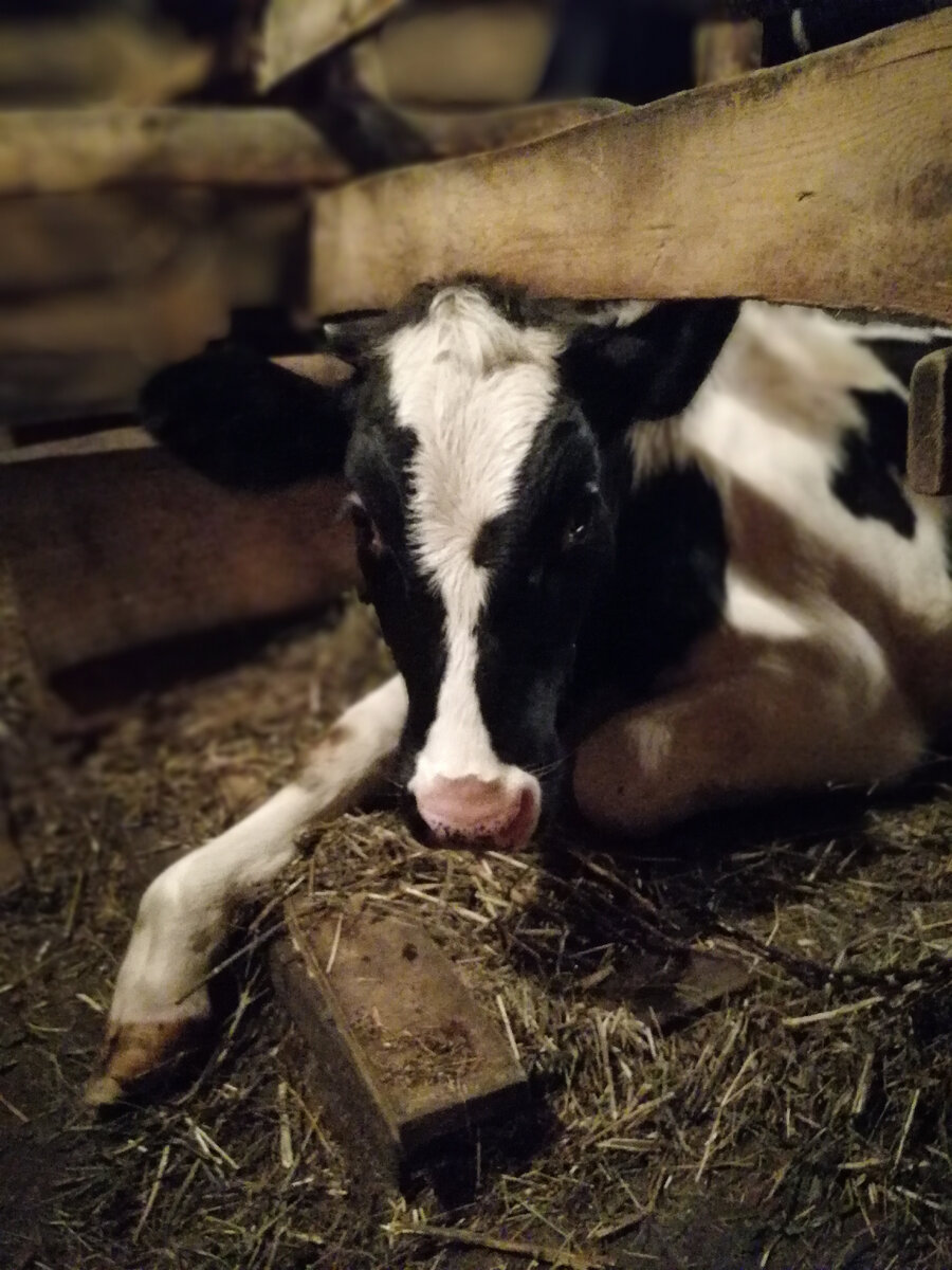 Фото автора канала. Ларочка шесть месяцев.