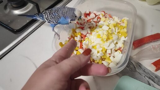 Всеядный попугай 🦜😋