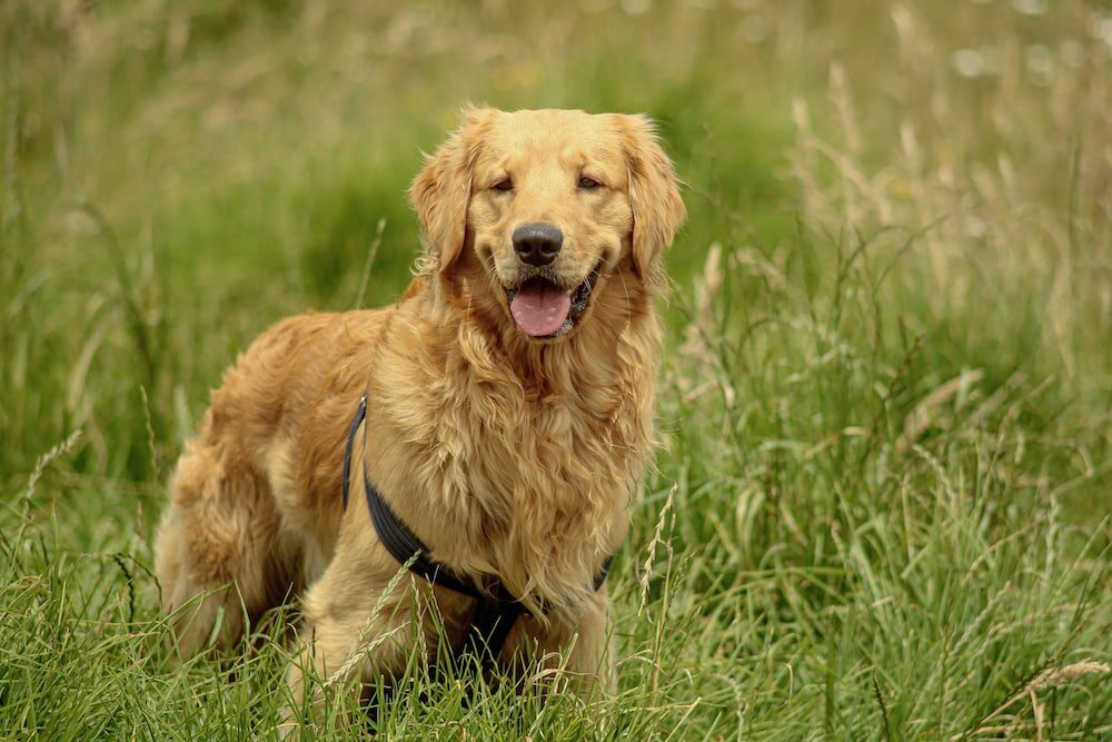 Faber Leonardo // unsplash.com