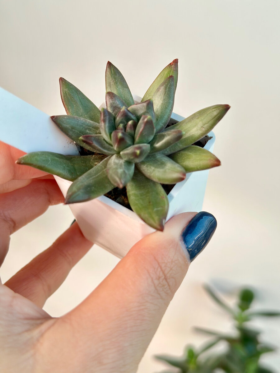 Растение пришло под названием Pachyphytum sp Rubra, а оказалось, что это Pachyveria Izar