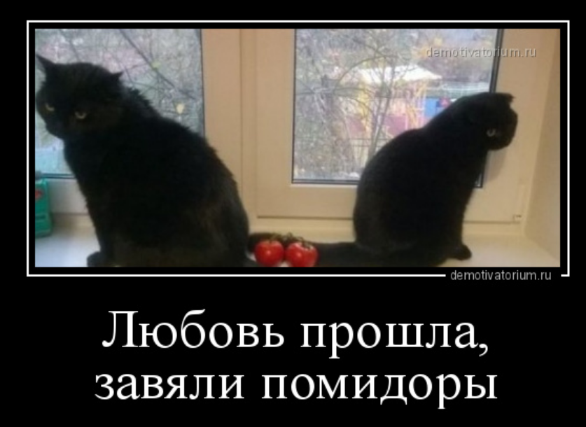 прошла любовь завяли помидоры песня. прошла любовь завяли помидоры песня. прошла любовь завяли помидоры прикол. прошла любовь. прошла любовь завяли.