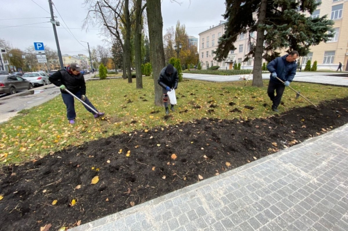    В Воронеже высадят около 80 тысяч тюльпанов и примерно тысячу крокусов