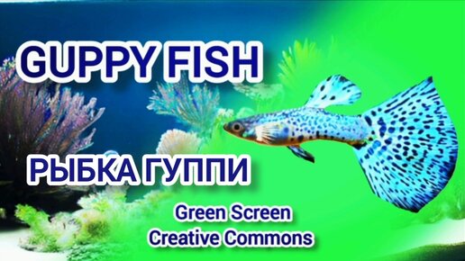 Рыбка Гуппи green screen футаж. Хромакей анимация аквариумной рыбки на зелёном фоне.